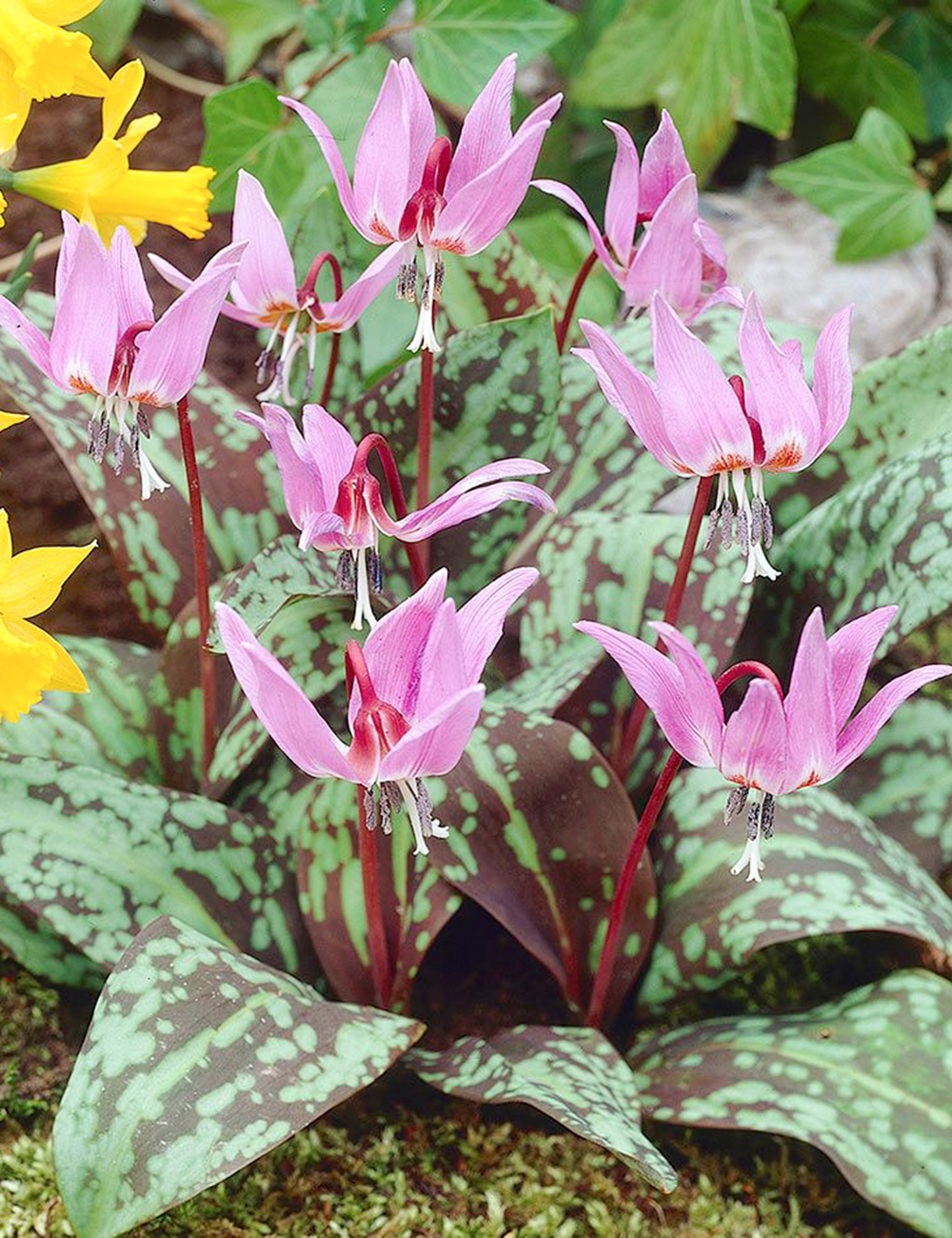 Erythronium Rose Queen