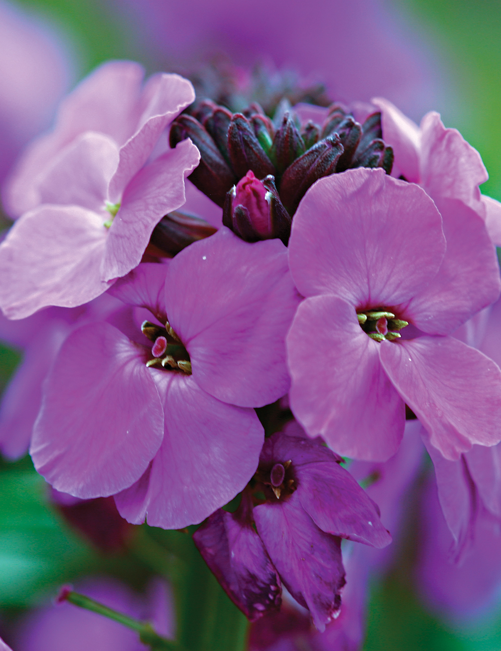 Wall Flower Bowles Mauve