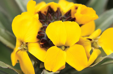 Wallflowers Fragrant Sunshine