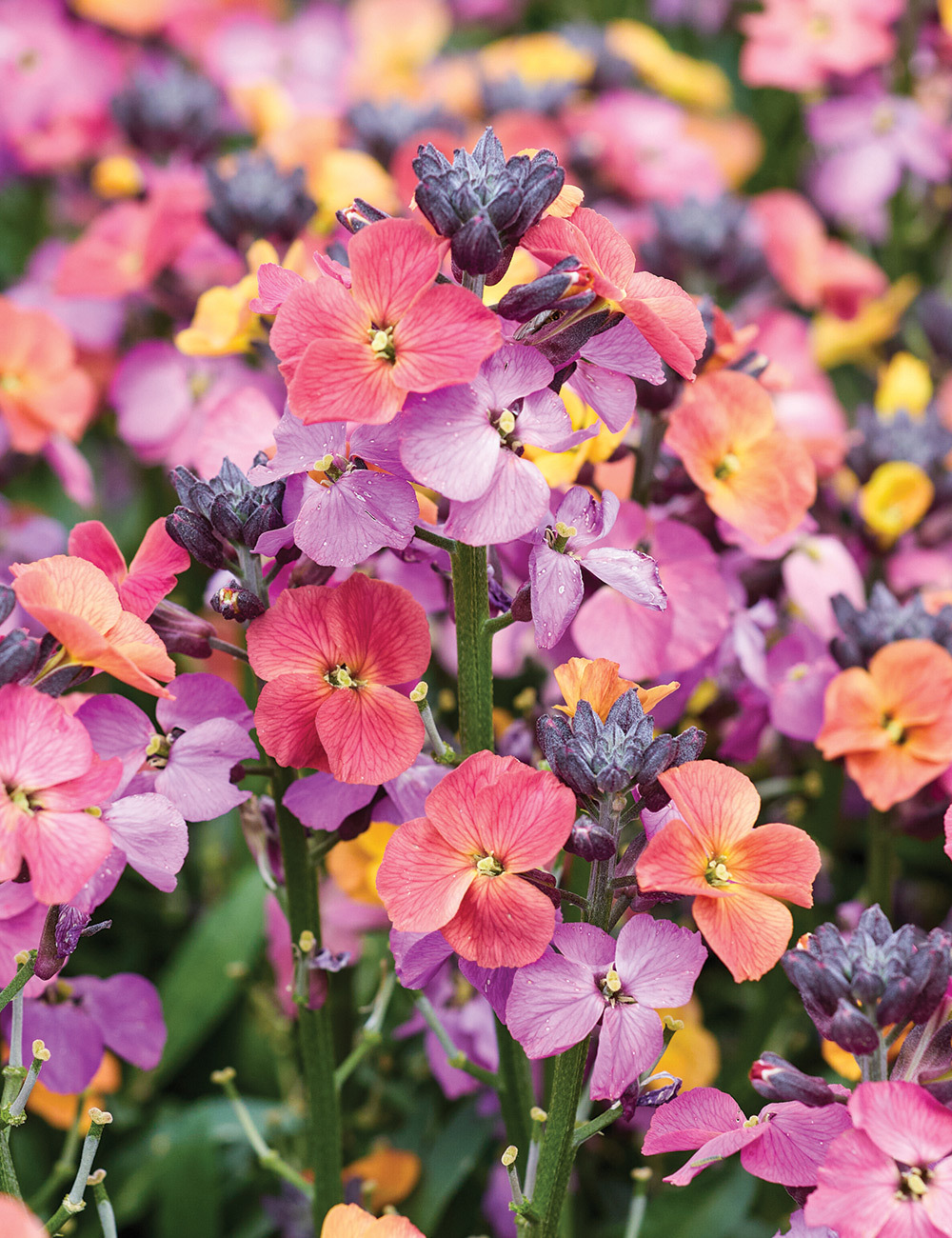 Erysistible Wallflower 'Magenta'