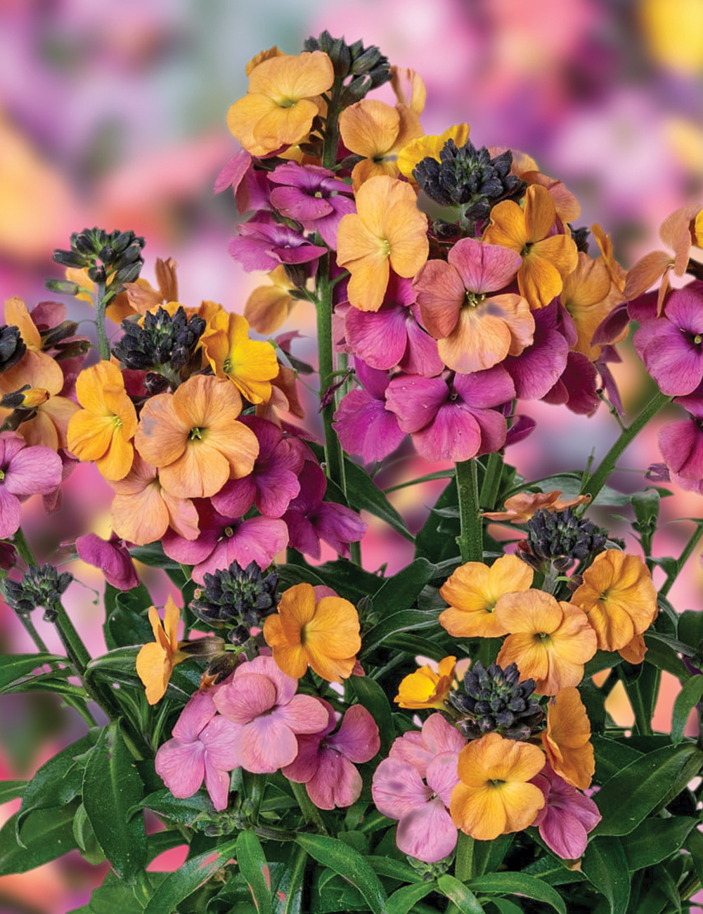 Erysistible Wallflower 'Sunset Improved'