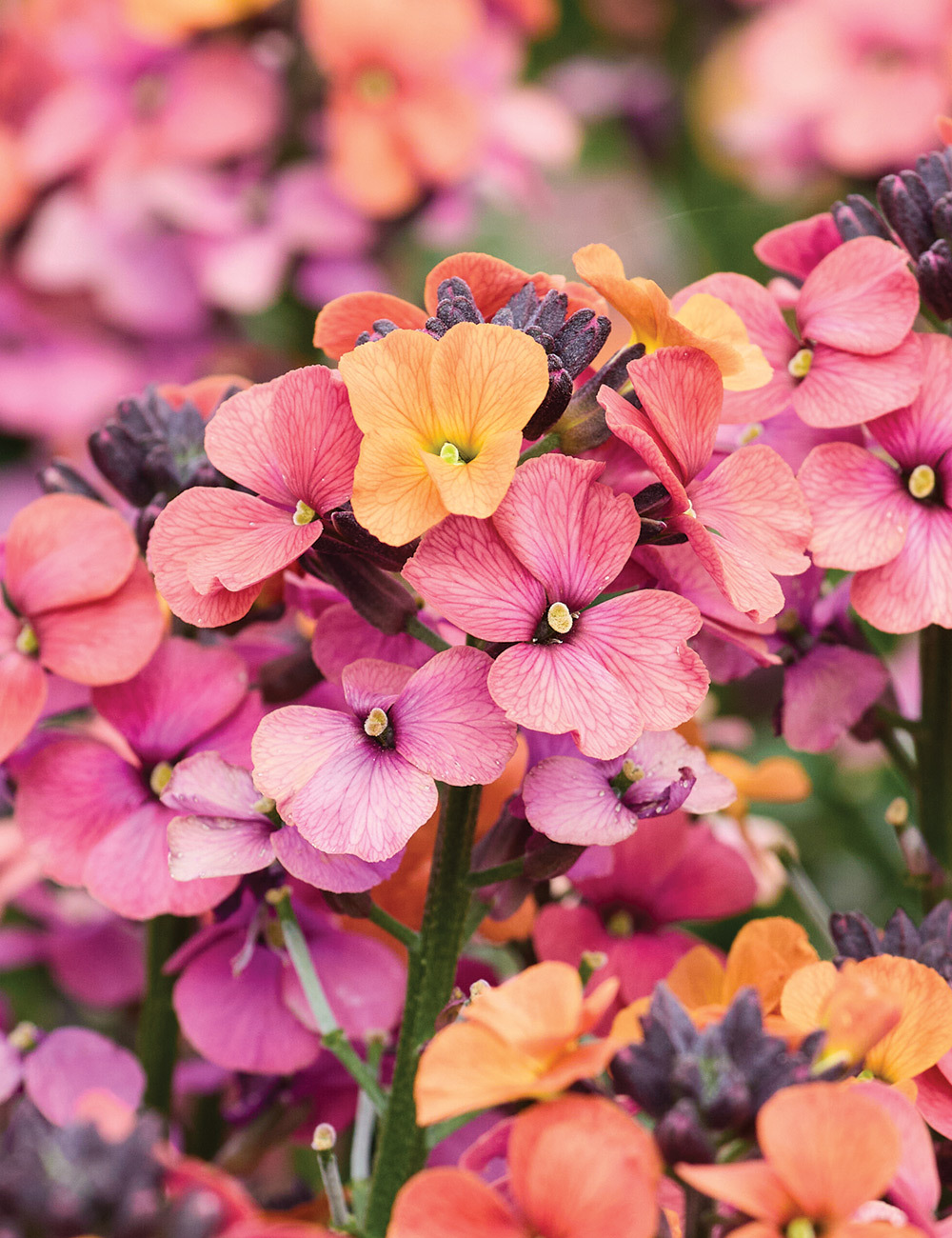 Erysistible Wallflower 'Tricolour'