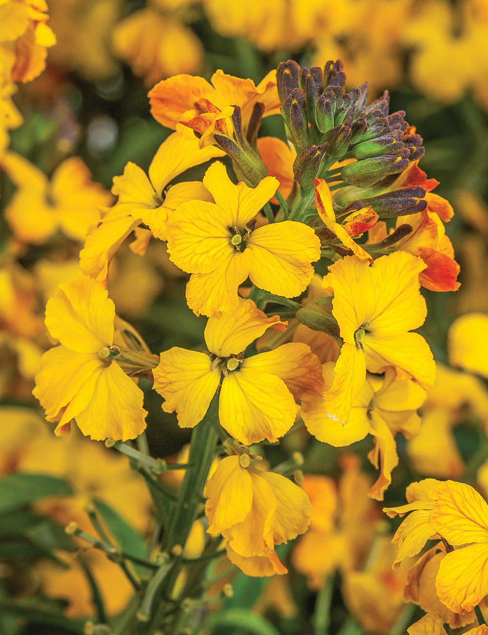 Erysistible Wallflower 'Yellow'