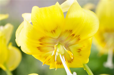 Erythronium Pagoda