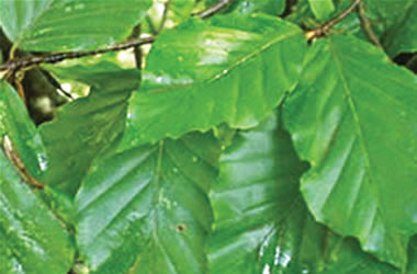 European Green Beech