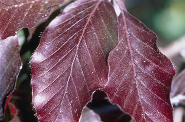 Copper Beech