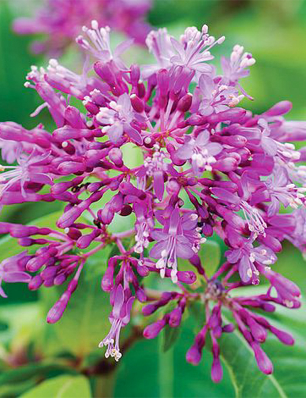 Tree Fuchsia