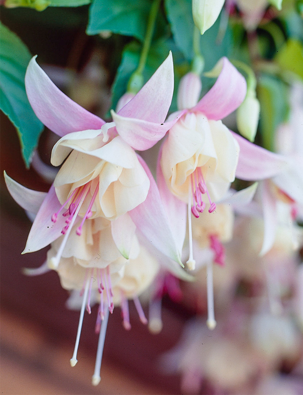 Fuchsia 'Annabel'