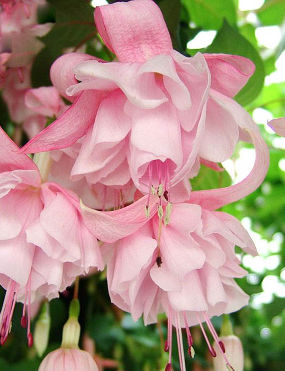 Fuchsia Archie Owen