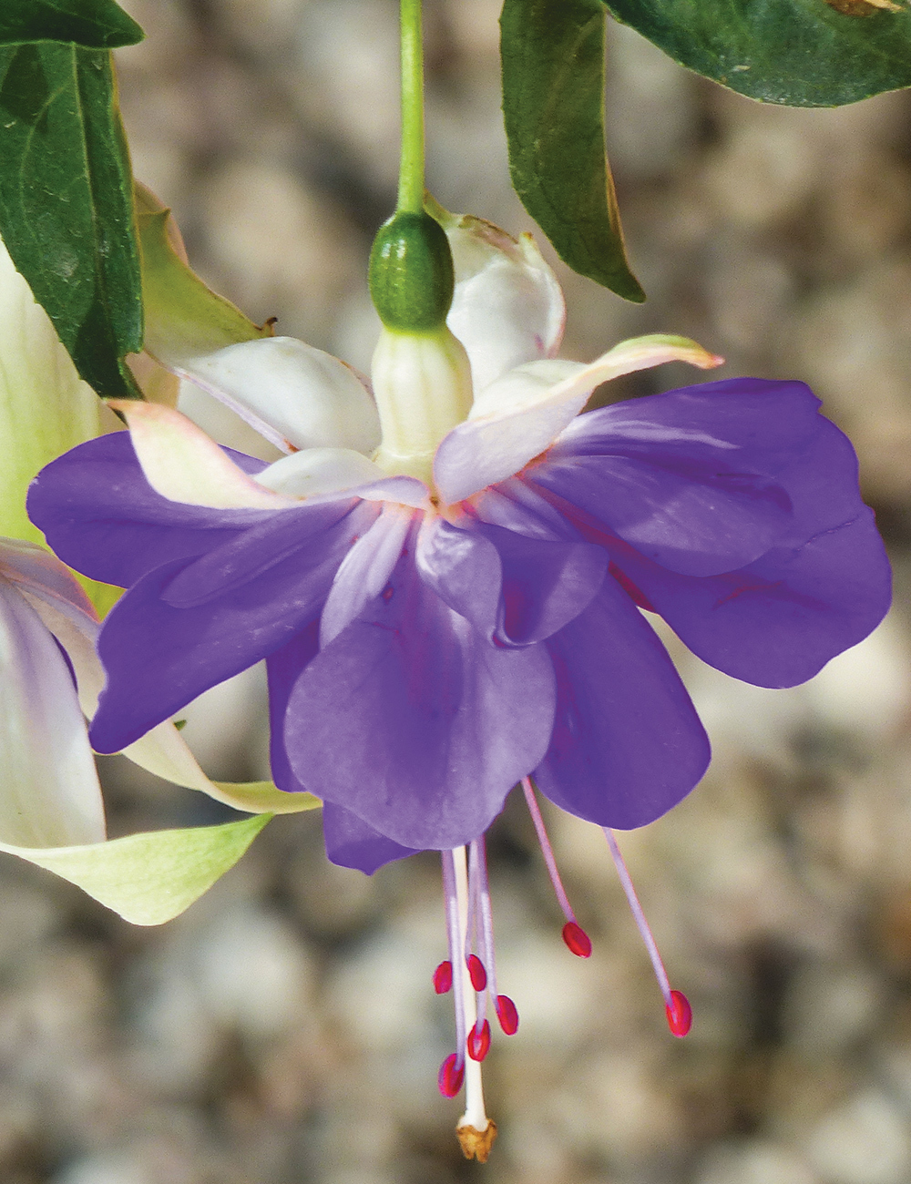 Fuchsia Bella 'Blue Angel'