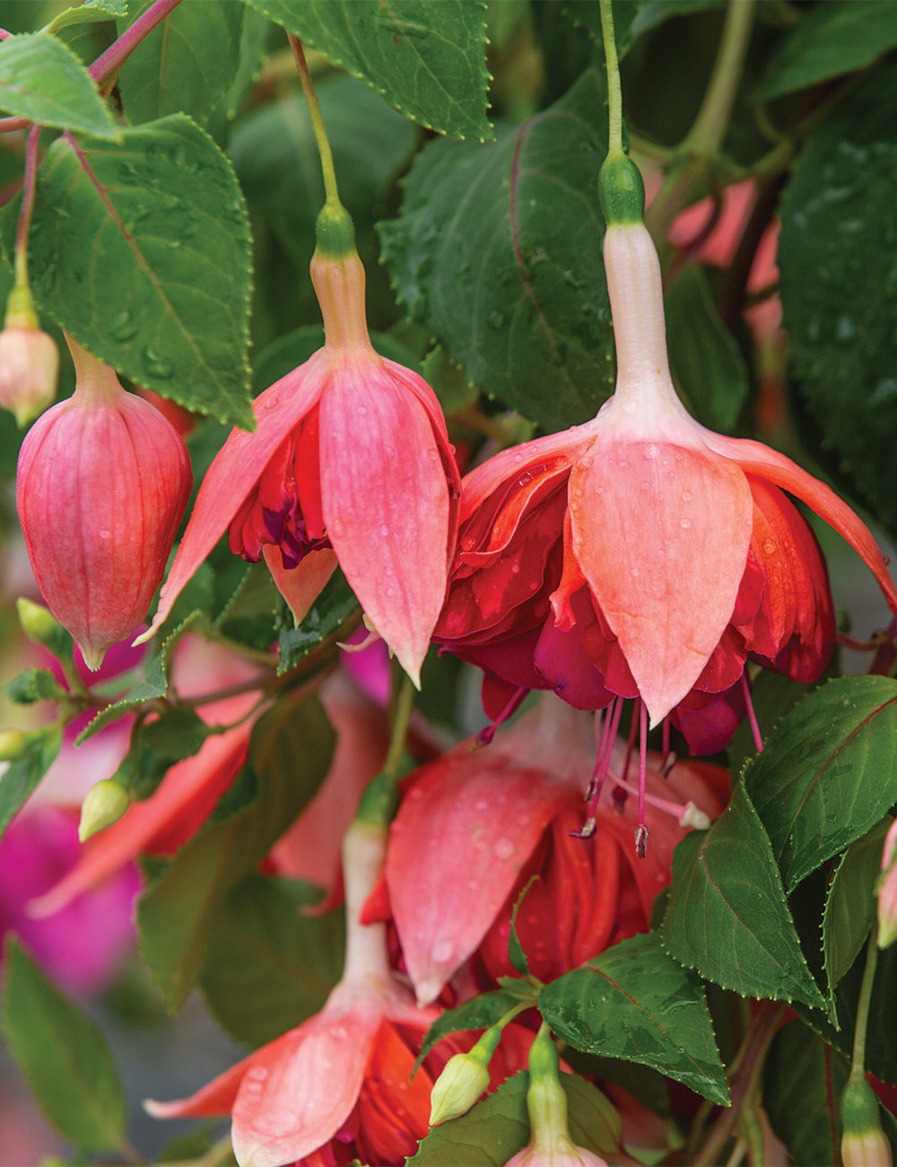 Trailing Fuchsia 'Bicentennial'