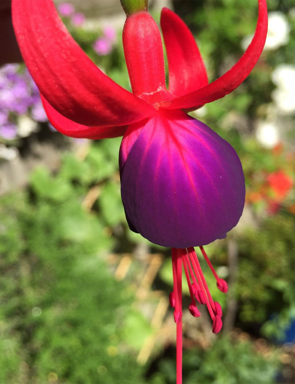 Fuchsia 'Canary Bird'