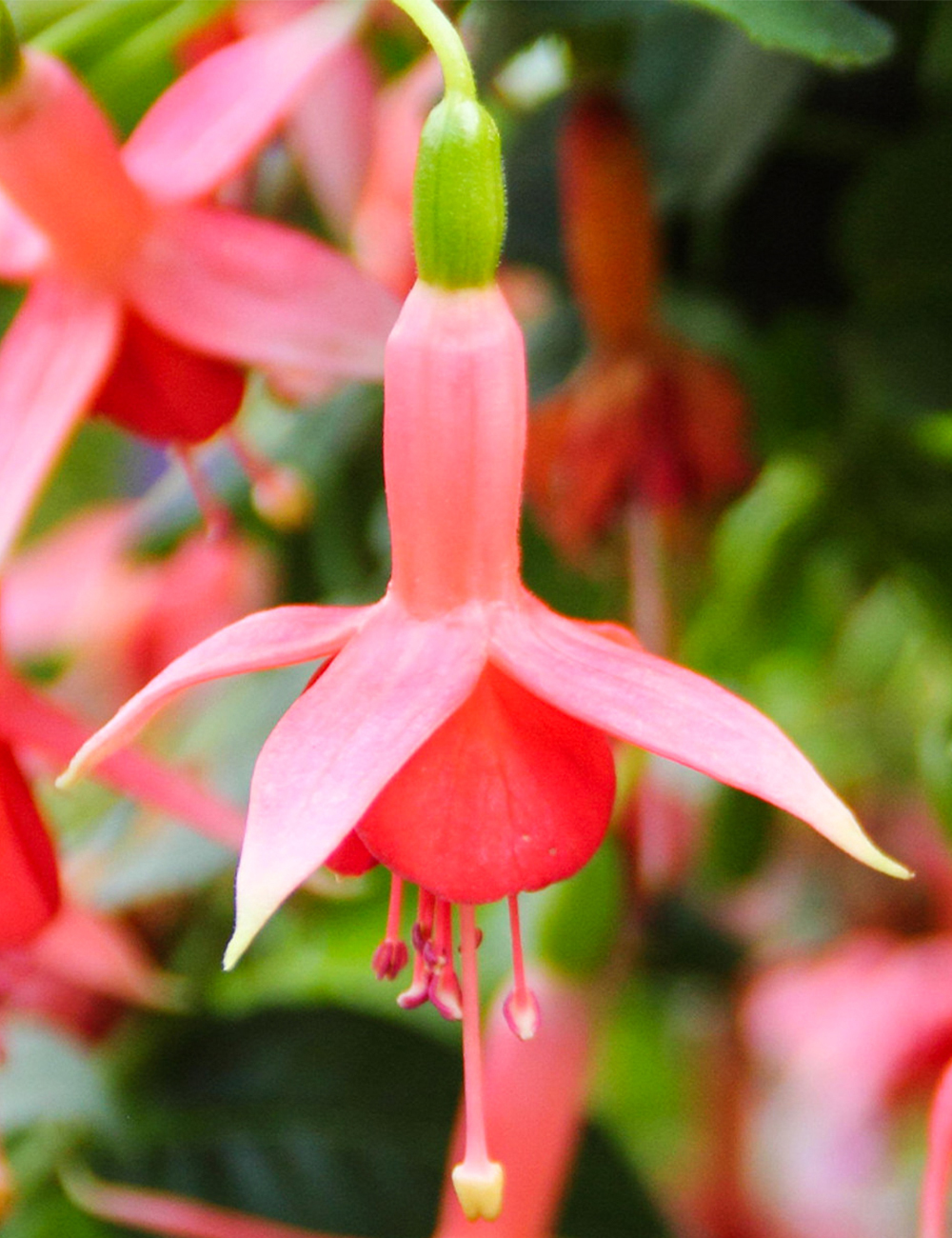 Fuchsia 'Coachman'