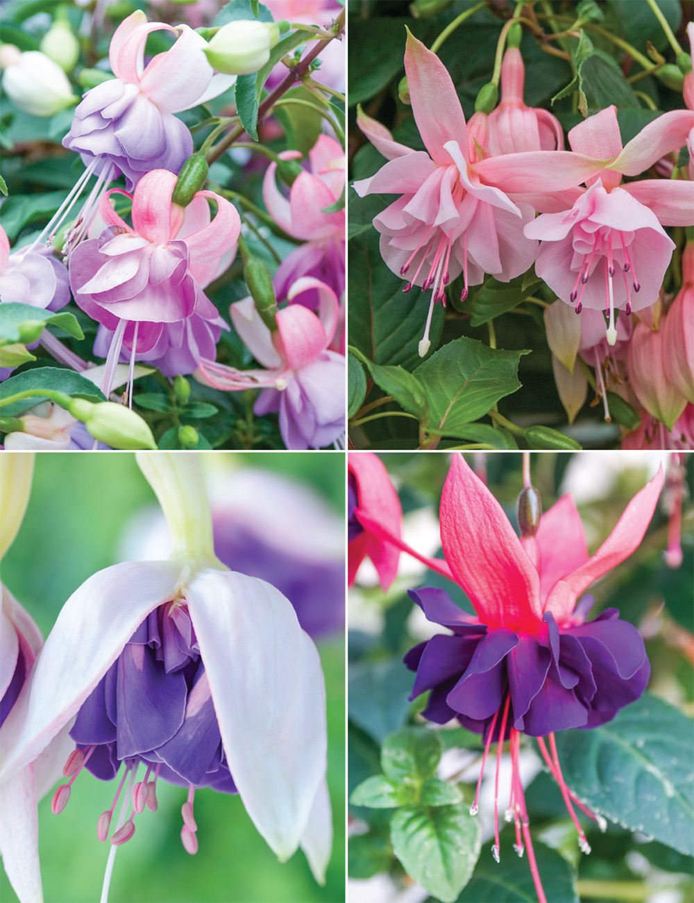 Trailing Fuchsias Collection