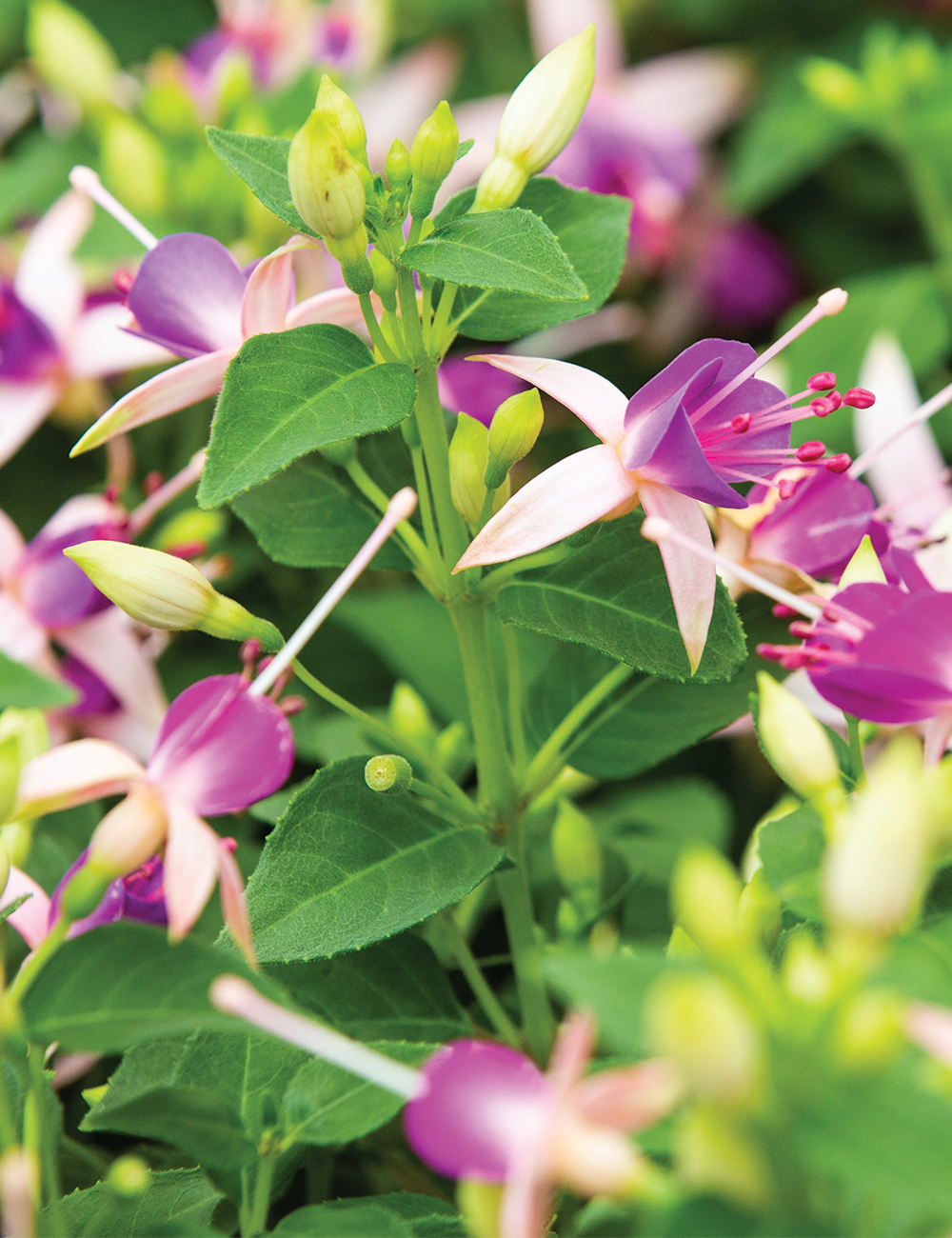 Fuchsia Dainty Dancer