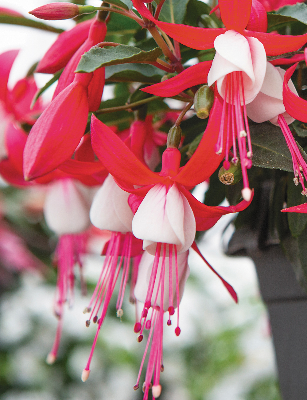 Fuchsia Bella 'Evita'