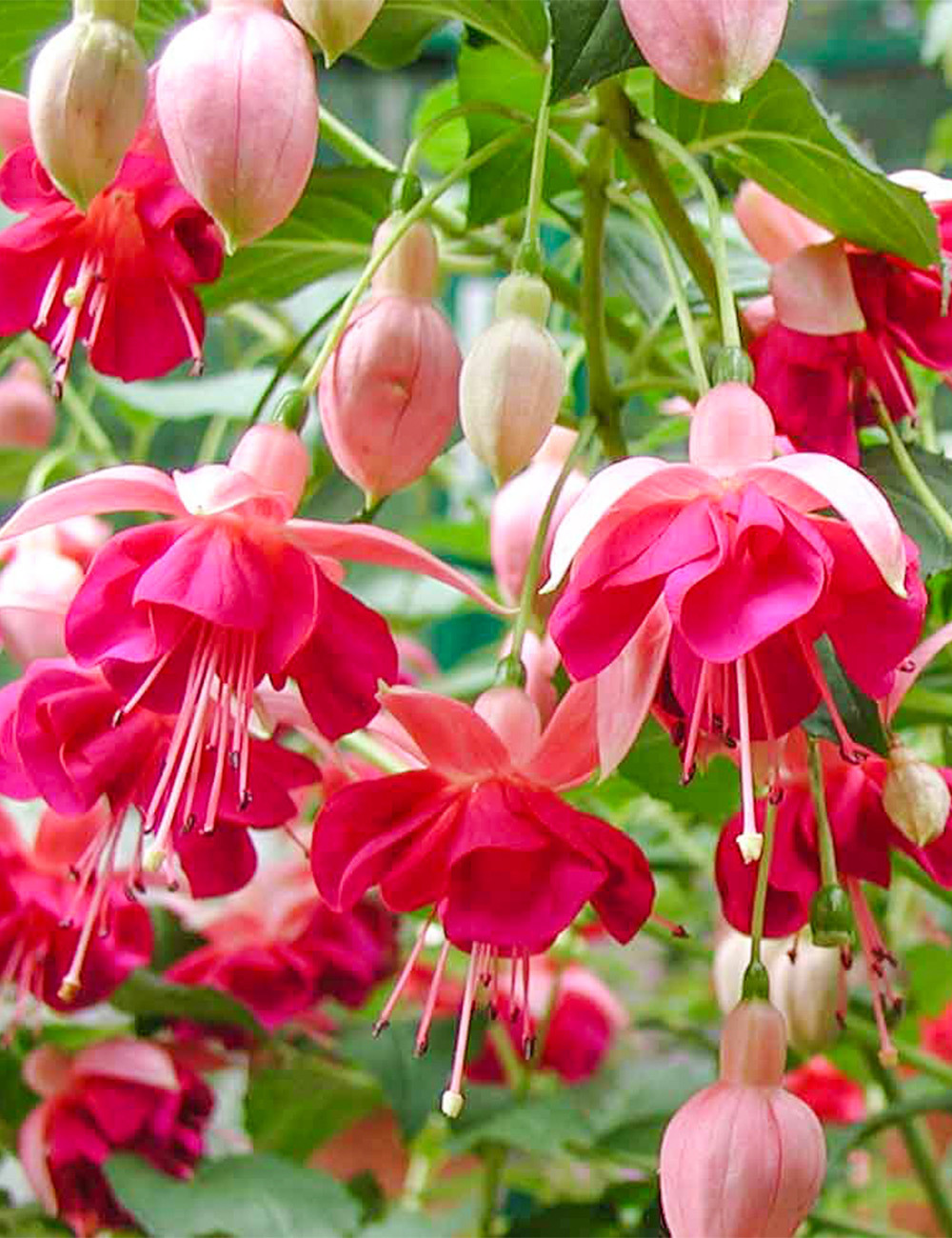 Fuchsia 'Garden News'