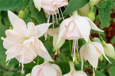 Fuchsia Happy Anniversary