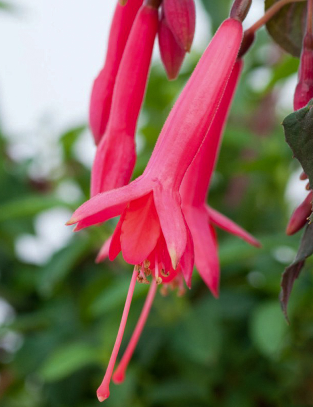 Fuchsia ‘Andenken an Heinrich Henkel’