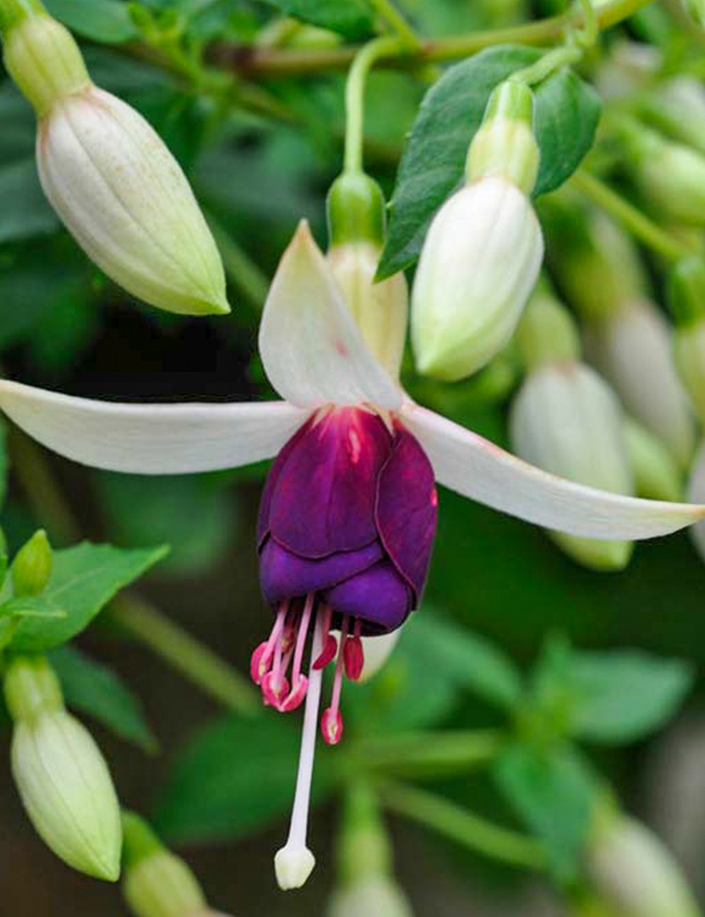 Trailing Fuchsia 'Hermeina'