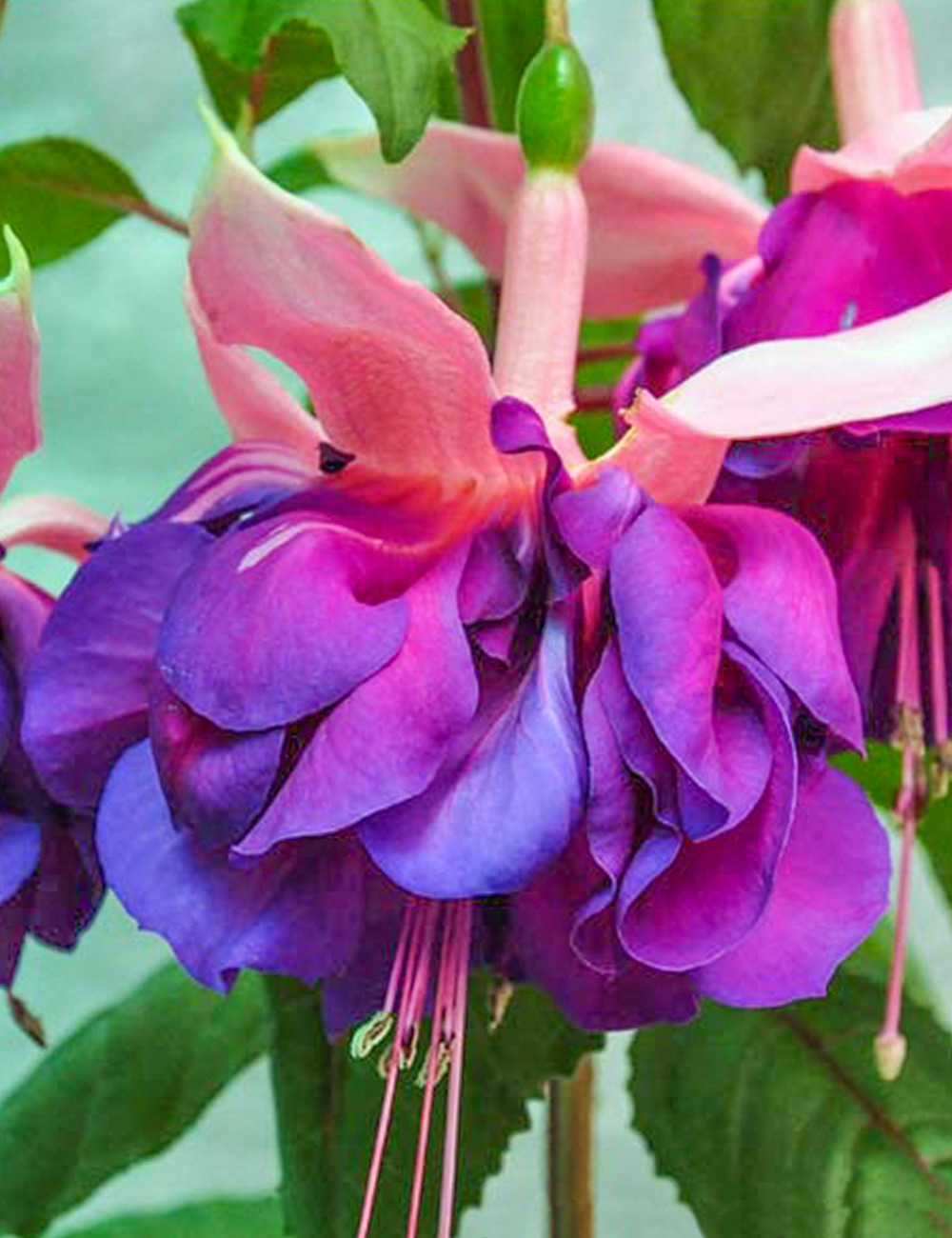 Fuchsia 'Jubie Lin'