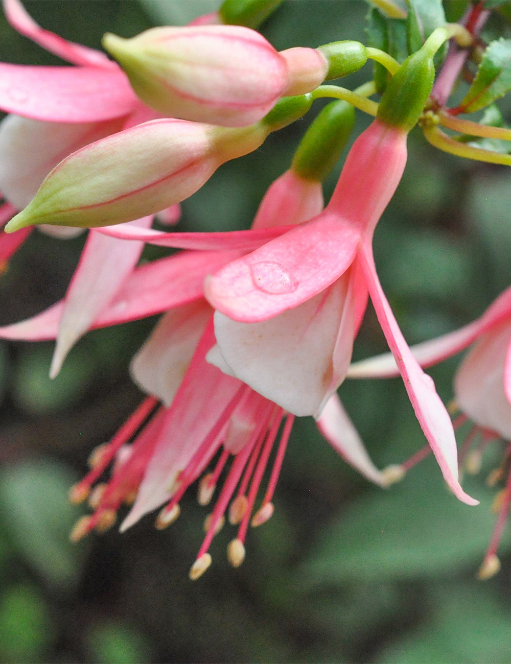 Fuchsia 'Jack Stanway'
