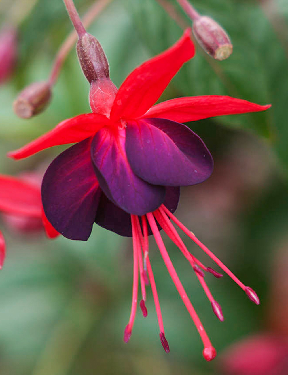 Fuchsia 'Lord Byron'