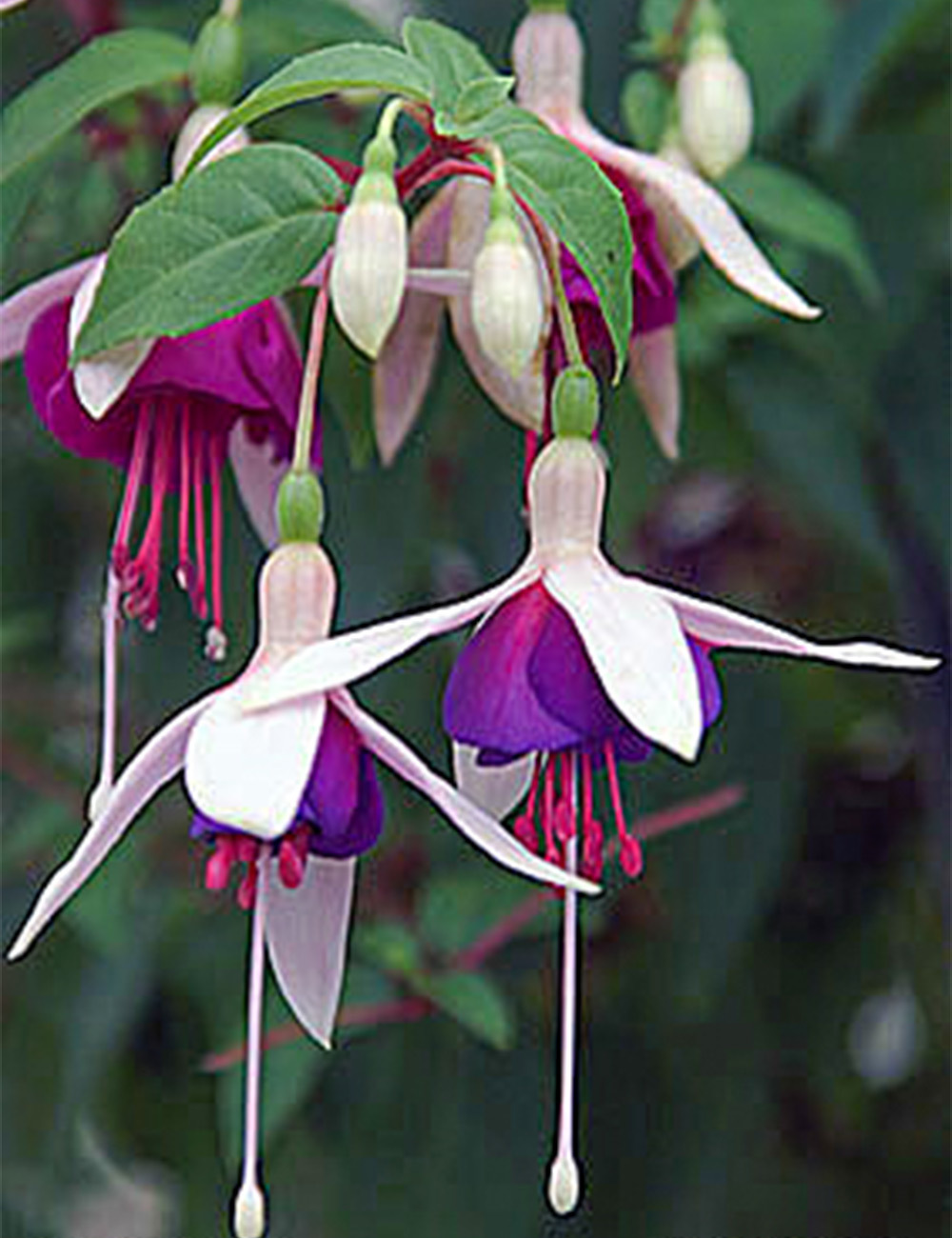 Fuchsia 'La Campanella'