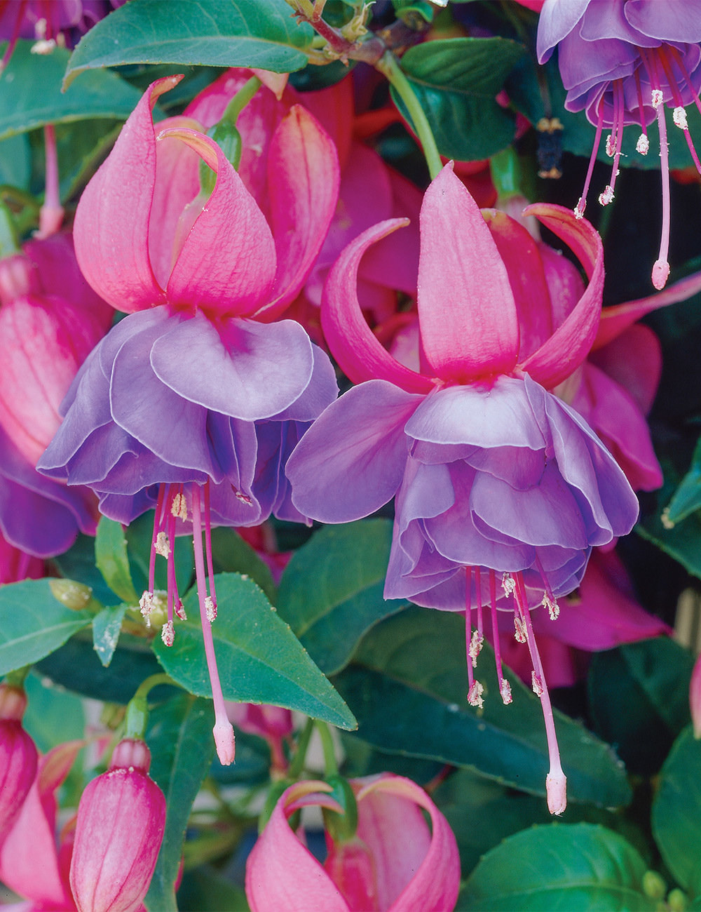 Trailing Fuchsia 'Lisa'