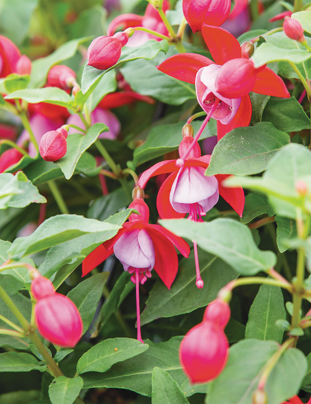 Fuchsia Bella 'Lydia'