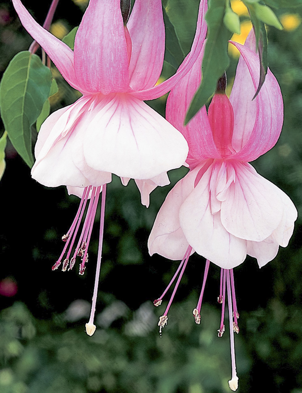 Fuchsia 'Miss California'