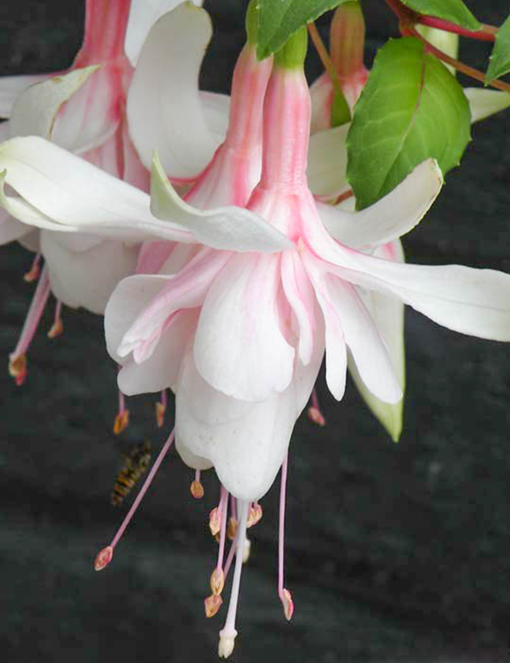 Fuchsia Mancunian