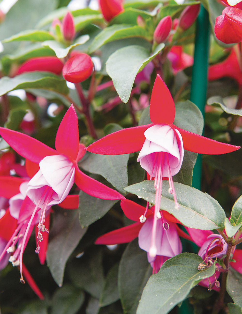 Fuchsia Bella 'Nikita'