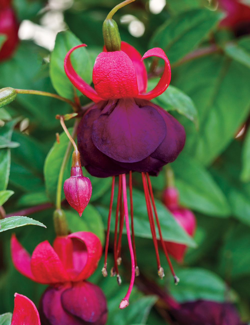 Fuchsia 'New Millennium'