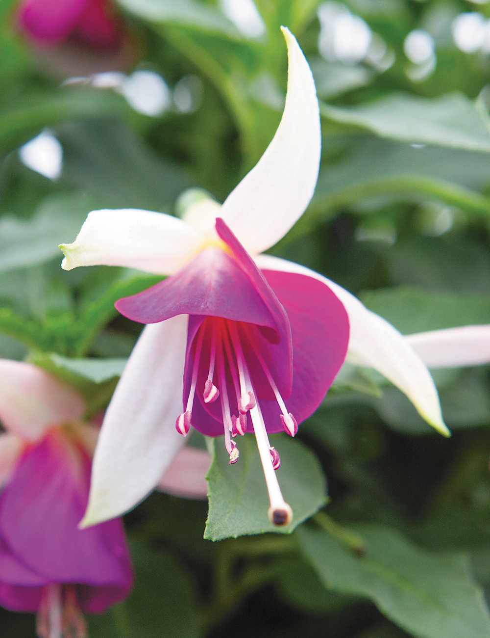 Fuchsia Bella 'Nora'