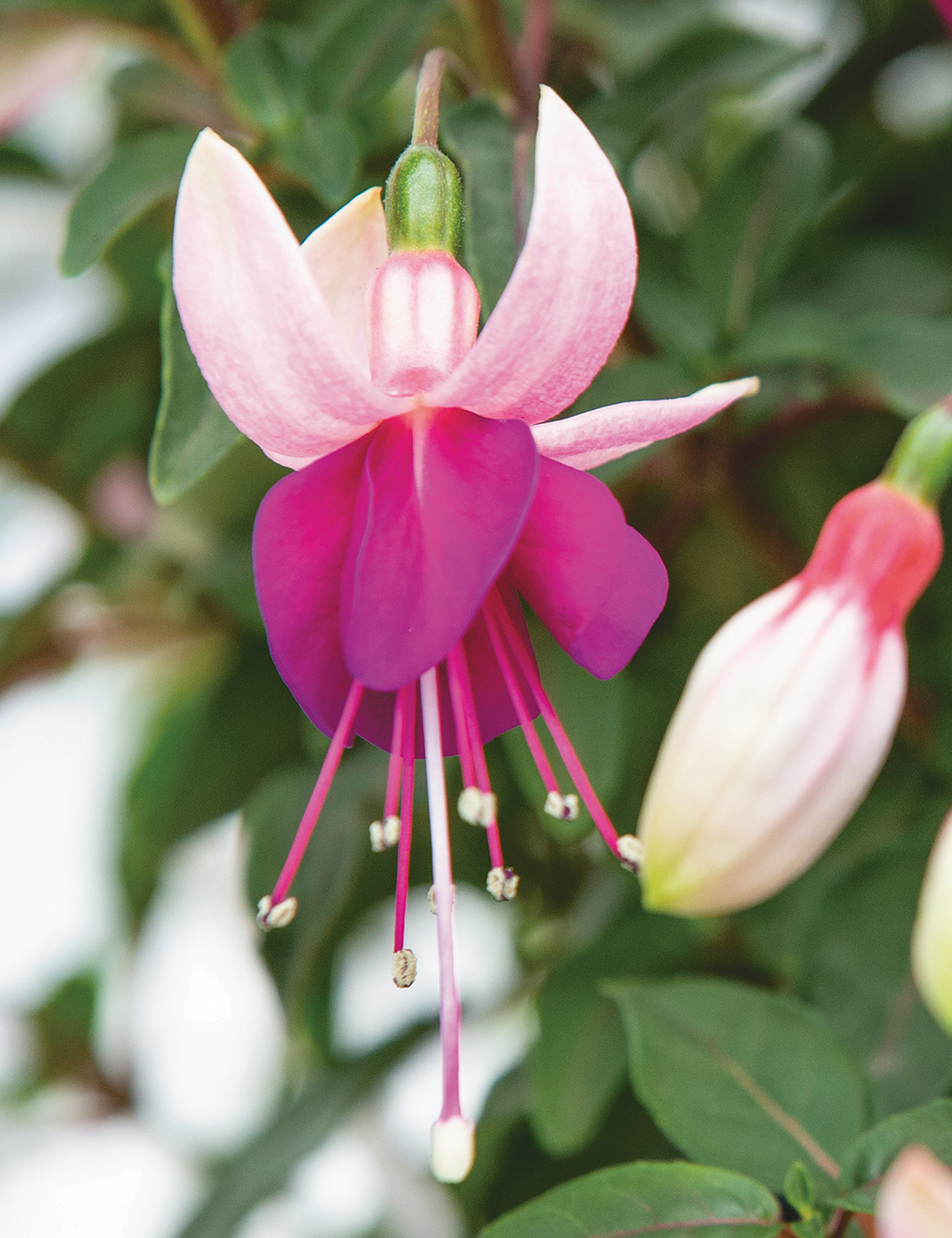 Fuchsia Bella 'Olivia'