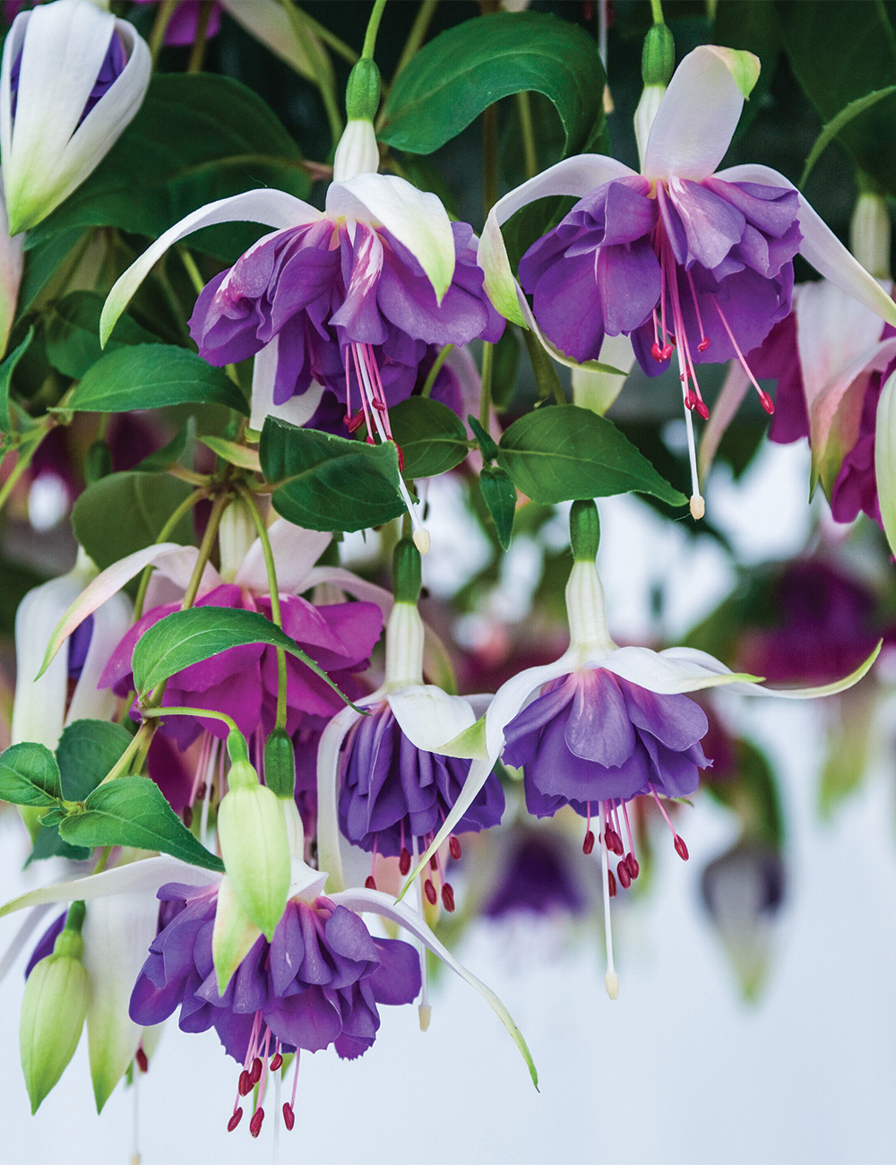 Trailing Fuchsia 'Pinto de Blue'
