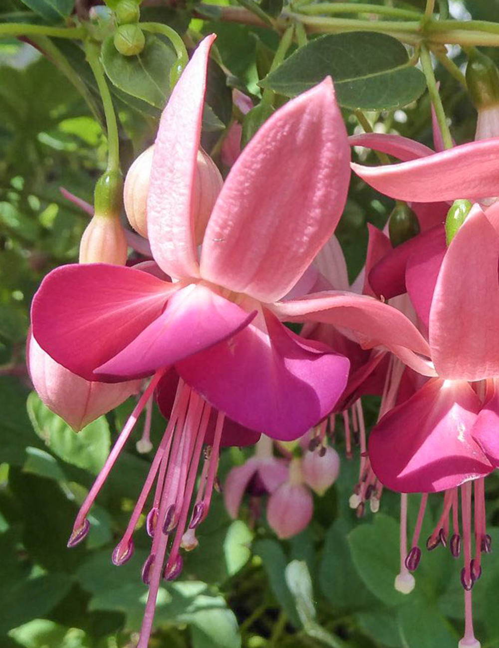 Fuchsia Paula Jane