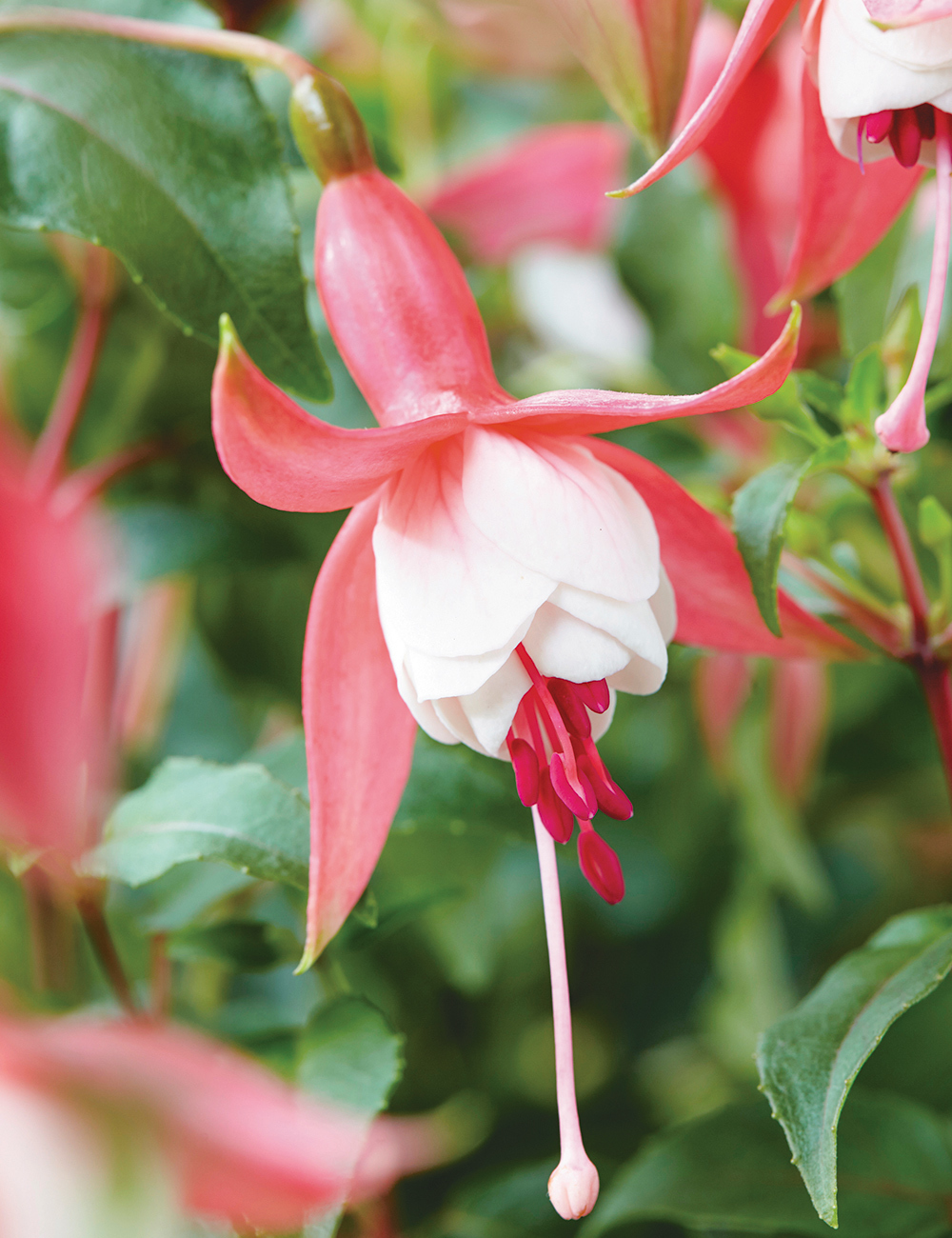 Fuchsia 'Patio Princess'