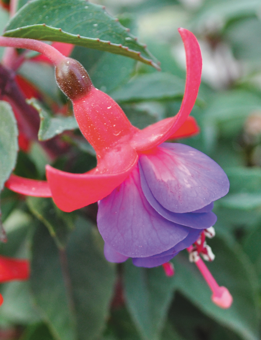 Fuchsia Chime Rose Purple