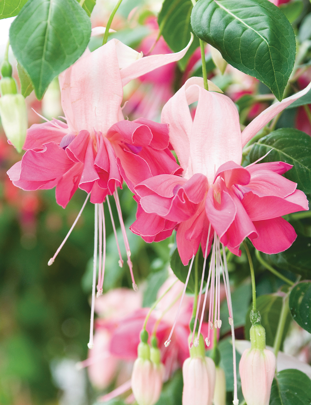 Fuchsia Bella 'Rosella'