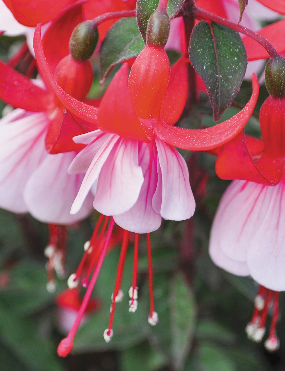 Fuchsia Charm Red White