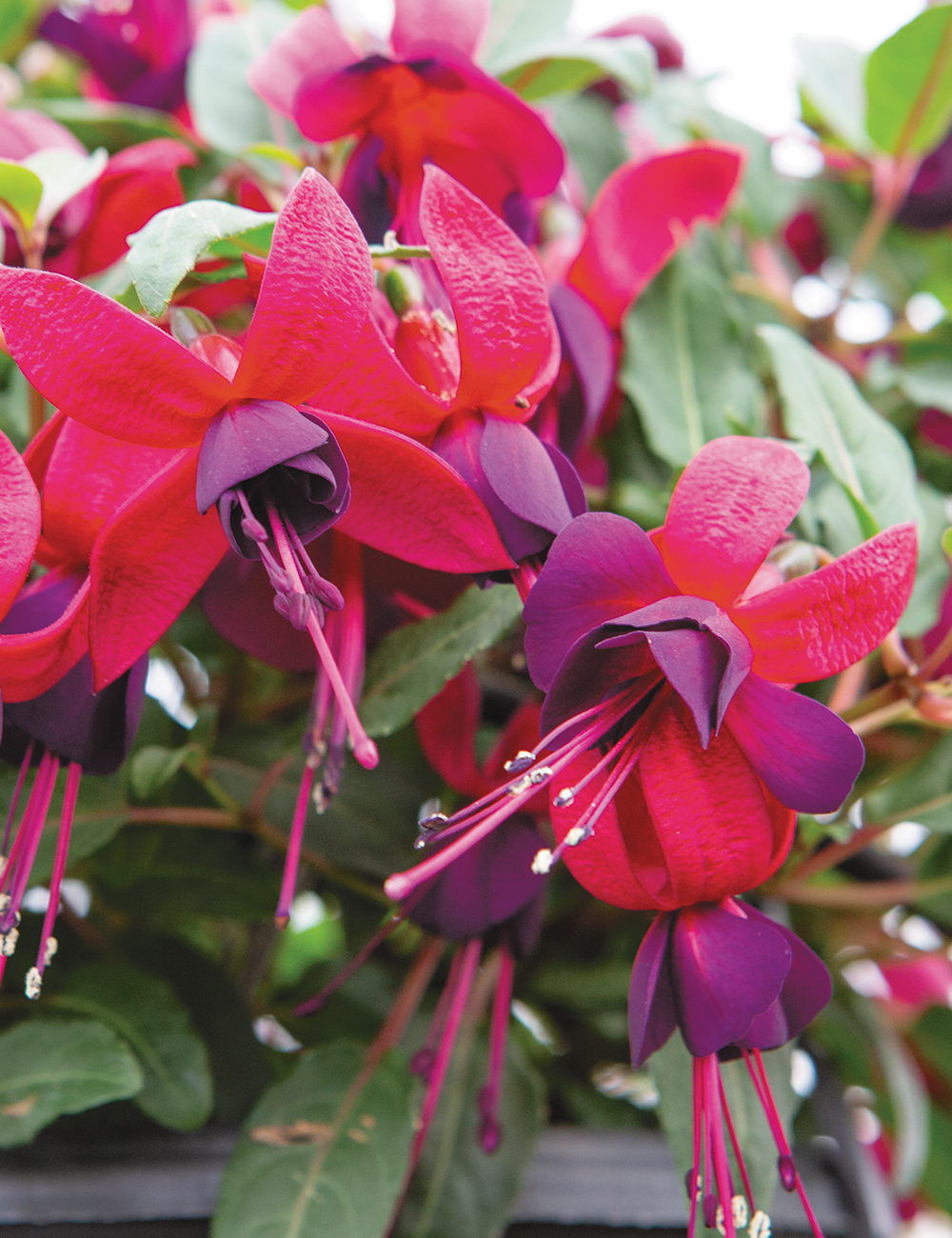 Fuchsia Bella 'Sacha'