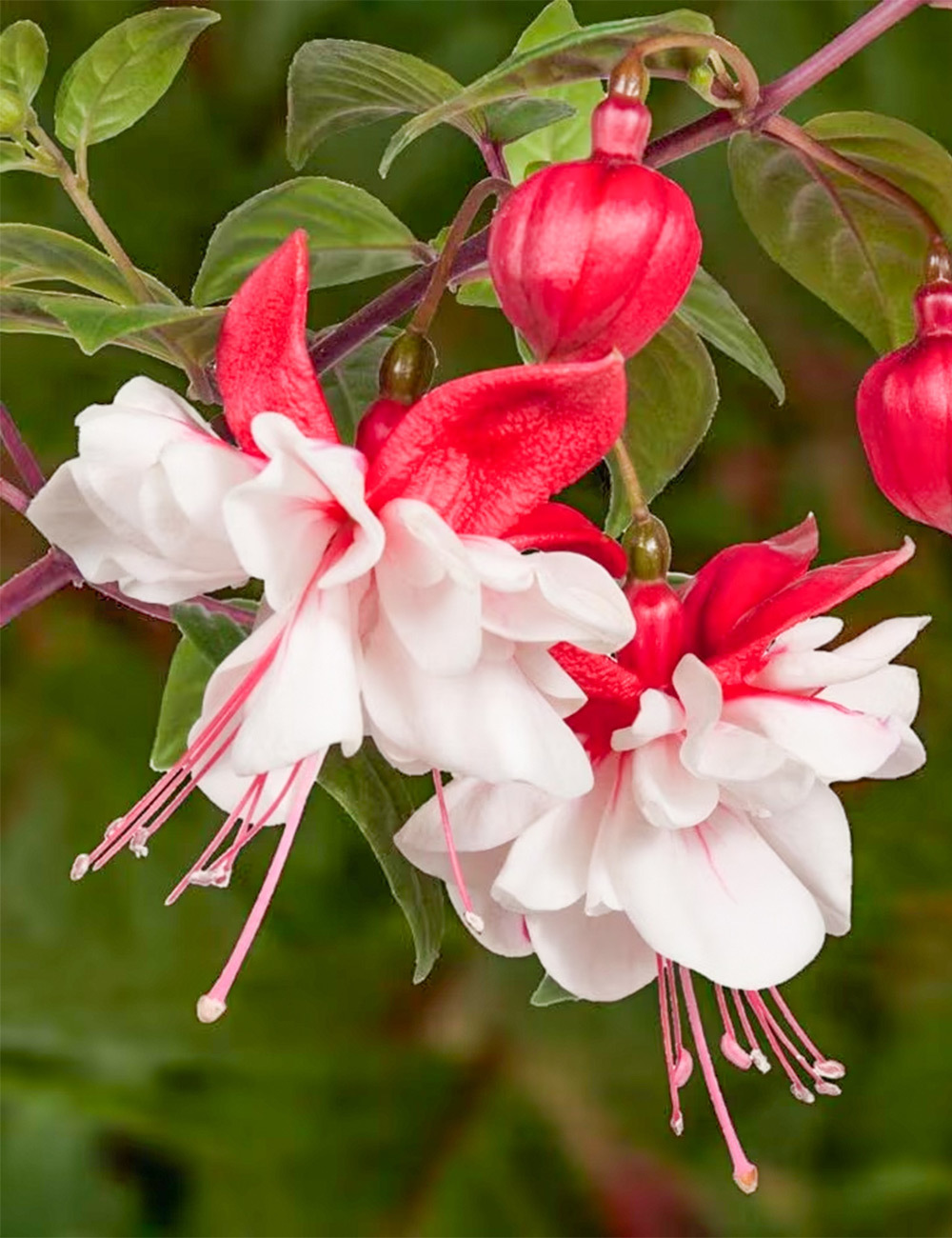 Fuchsia Swing Time
