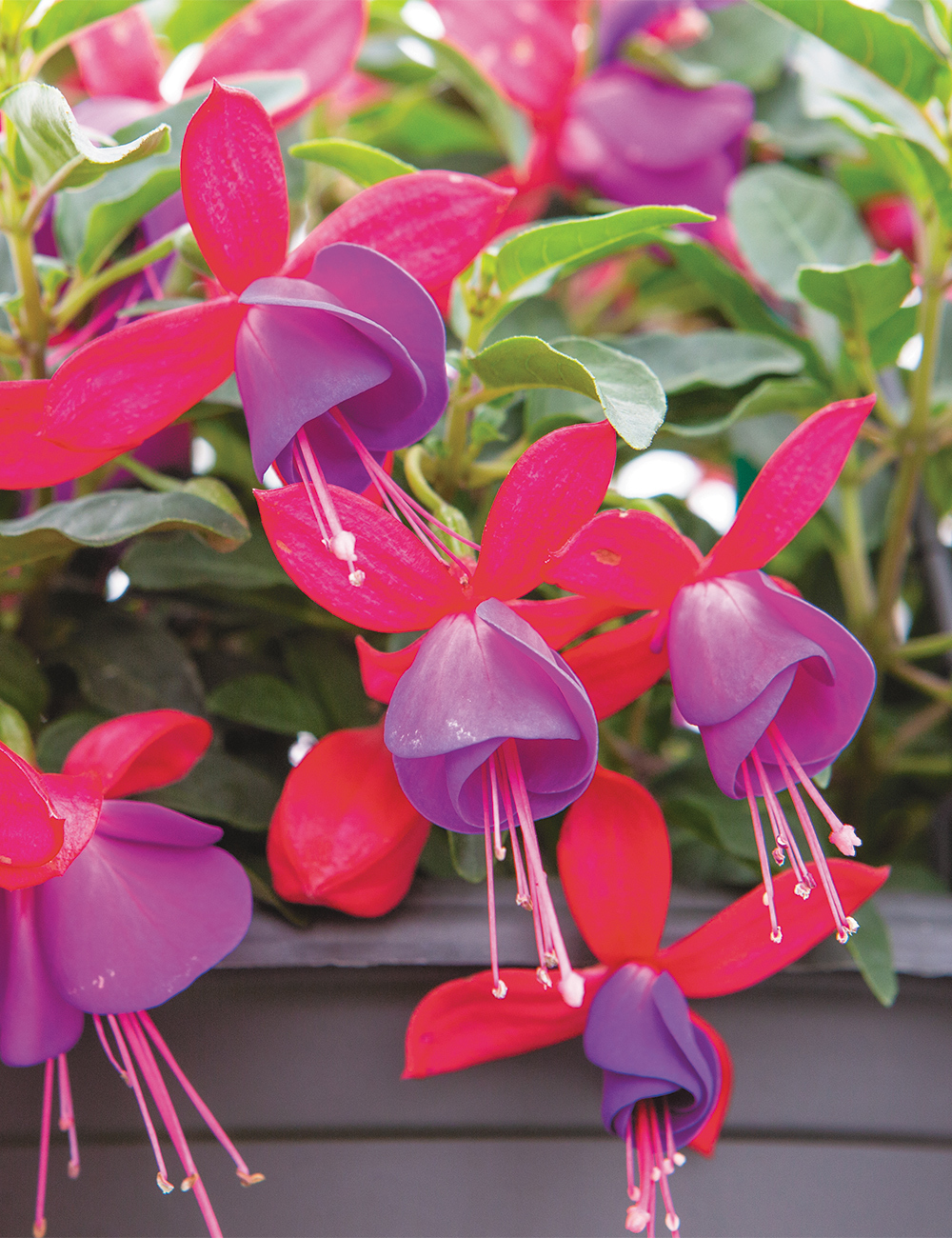 Fuchsia Bella 'Sarah'