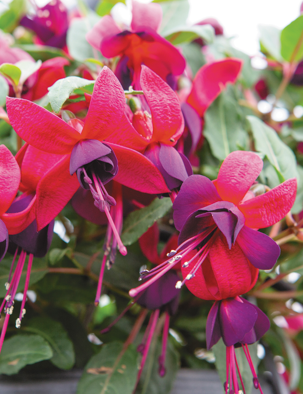 Fuchsia Bella 'Soila'