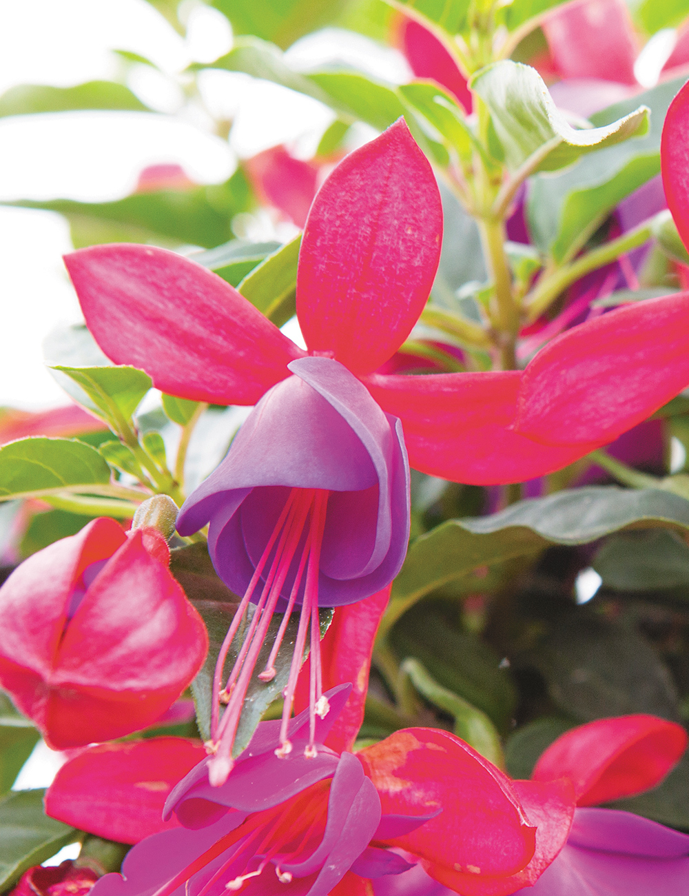 Fuchsia Bella 'Susanna'