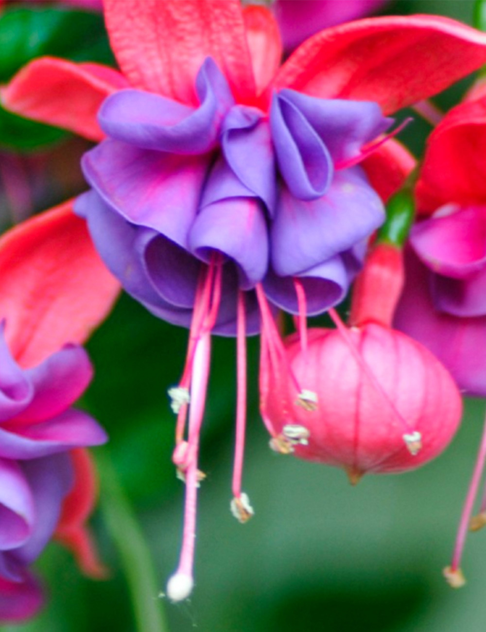 Fuchsia 'Winston Churchill'