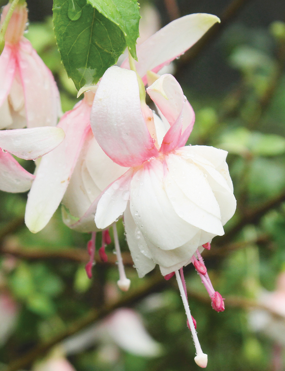 Fuchsia Charm White White