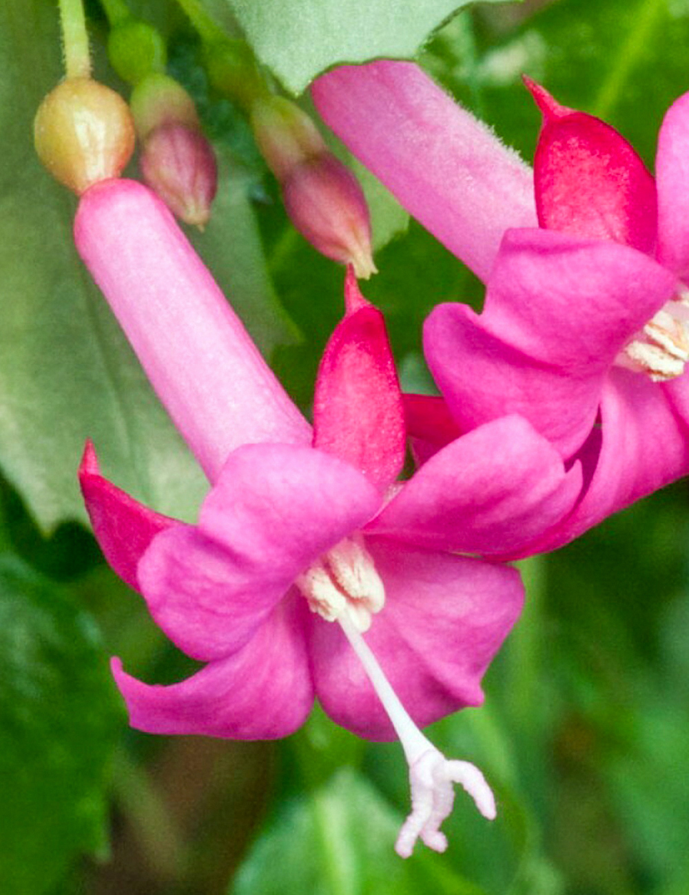 Encliandra Fuchsia 'Lottie Hobby'